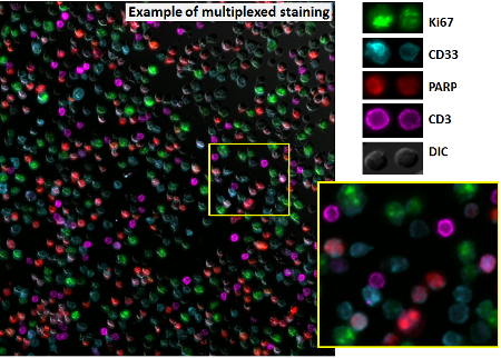 Vu Lab Research image 1
