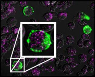 Vu Lab Research image 2
