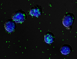 Vu Lab Research image 3