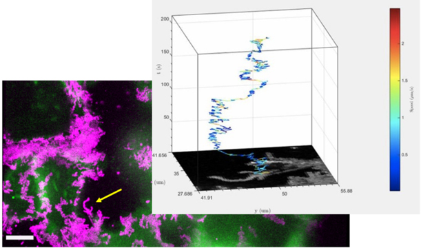 Vu Lab Research image 4