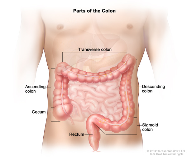 Medical illustration of parts of the colon, including cecum, ascending colon, transverse colon, descending colon, sigmoid colon, and rectum