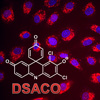 DSACO, a molecule investigate for use as a fluorescent or fluorogenic probe