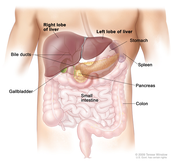 Medical Illustration of liver anatomy