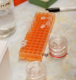 Image of research equipment in a lab, with small test tubes in a tray