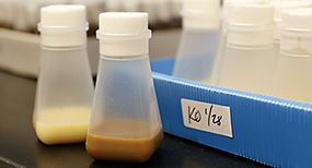 Yellow and brown fly food bottles on a lab bench