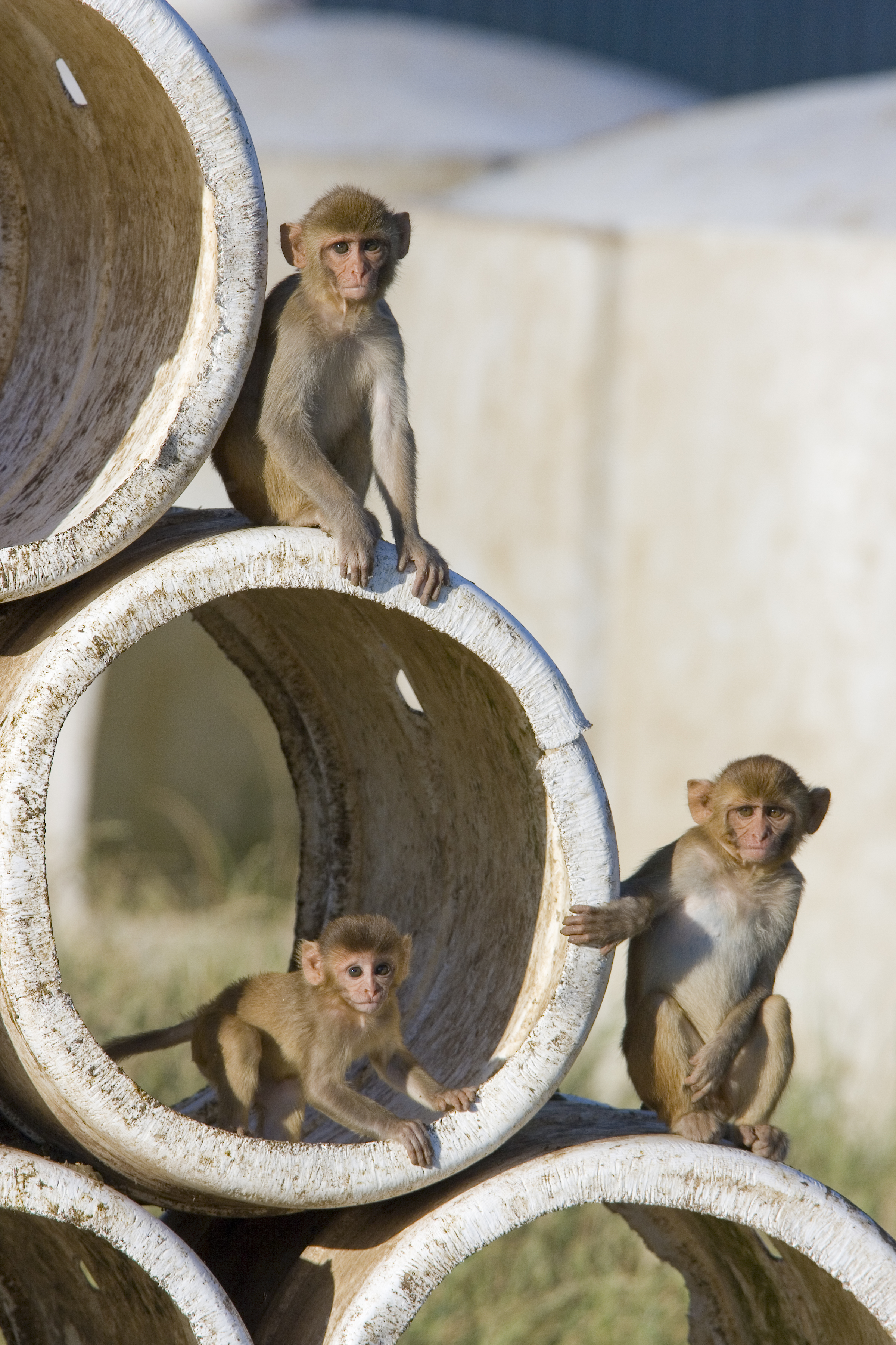 Rhesus on tube structures