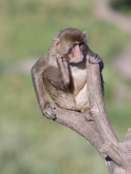 Japanese macaque on branch
