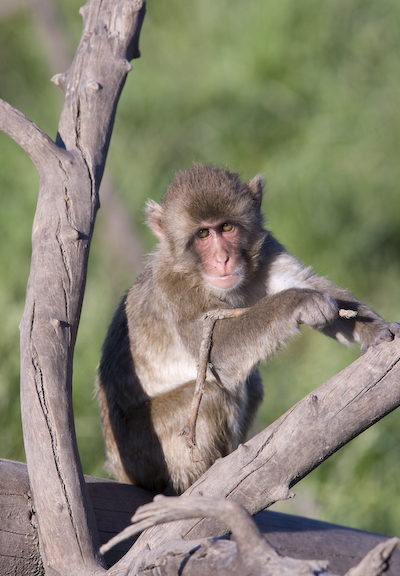 Japanese macaque in branches