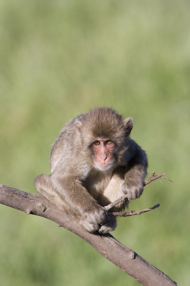 Japanese macaque crouching on branch