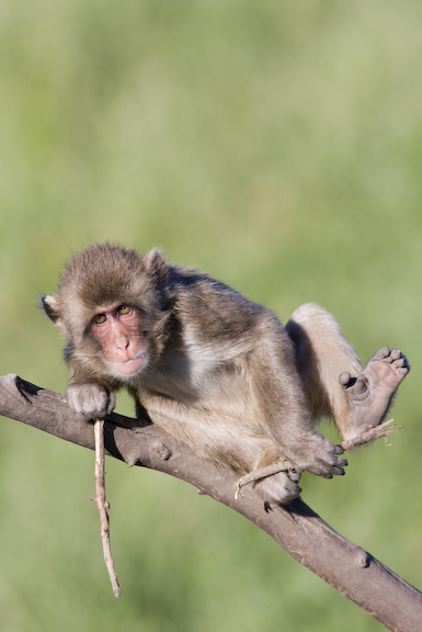 Japanese macaque laying on branch