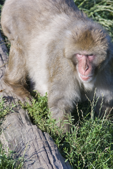 Large Japanese macaque