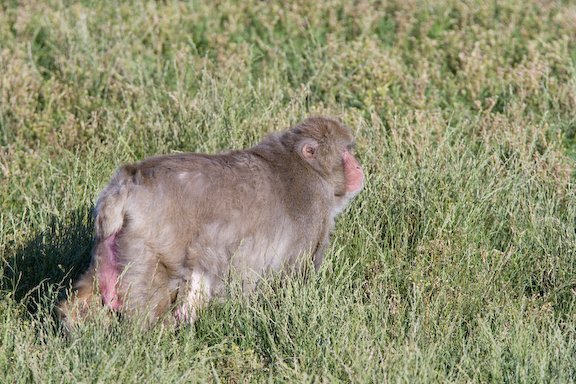 Japanese macaque in grass looking away