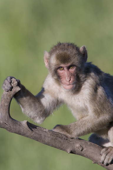 Japanese macaque on branch watching 