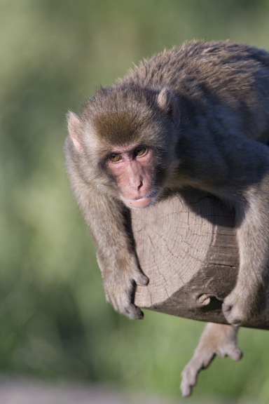 Japanese macaque leaning off log