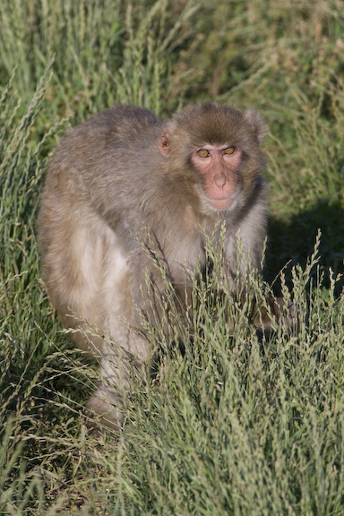 Japanese macaque in field