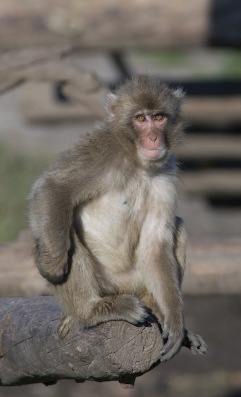 Japanese macaque scratching