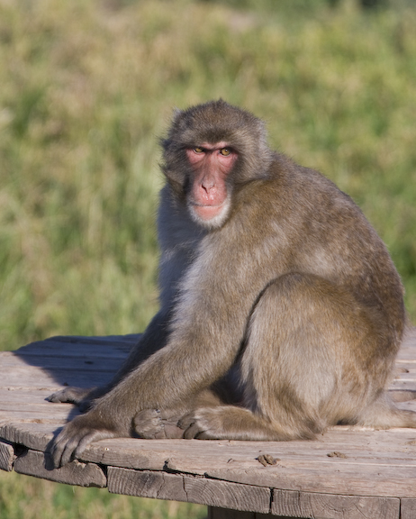 Japanese macaque on table