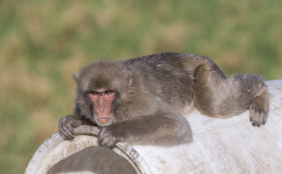 Japanese macaque laying on tunnel