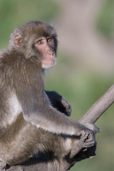 Japanese macaque facing away on branch