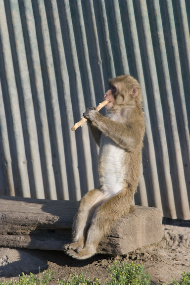 Japanese macaque chewing on stick version 2