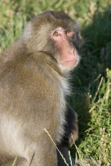 Japanese macaque in field