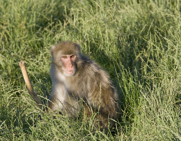 Japanese macaque in field