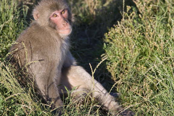 Japanese macaque in field