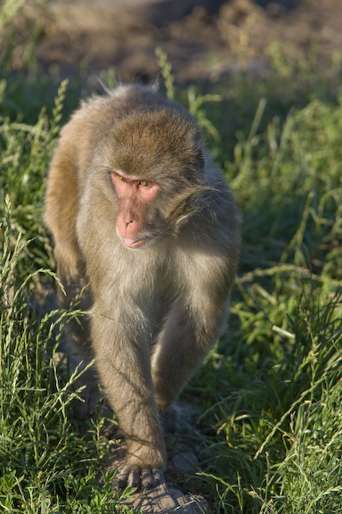 Japanese macaque walking on log