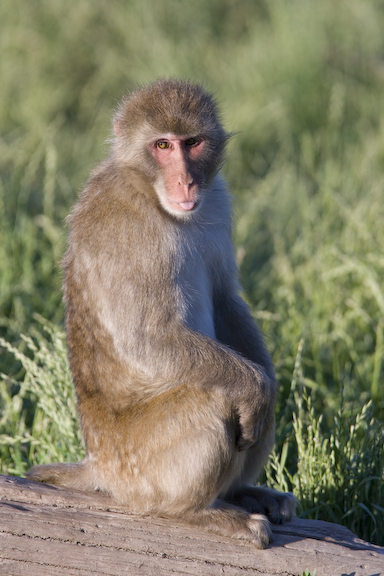 Japanese macaque sitting on log with tongue sticking out