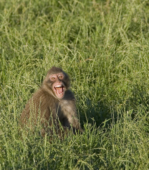 Japanese macaque in field with mouth open