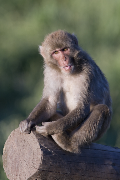 Japanese macaque with tongue sticking out on log