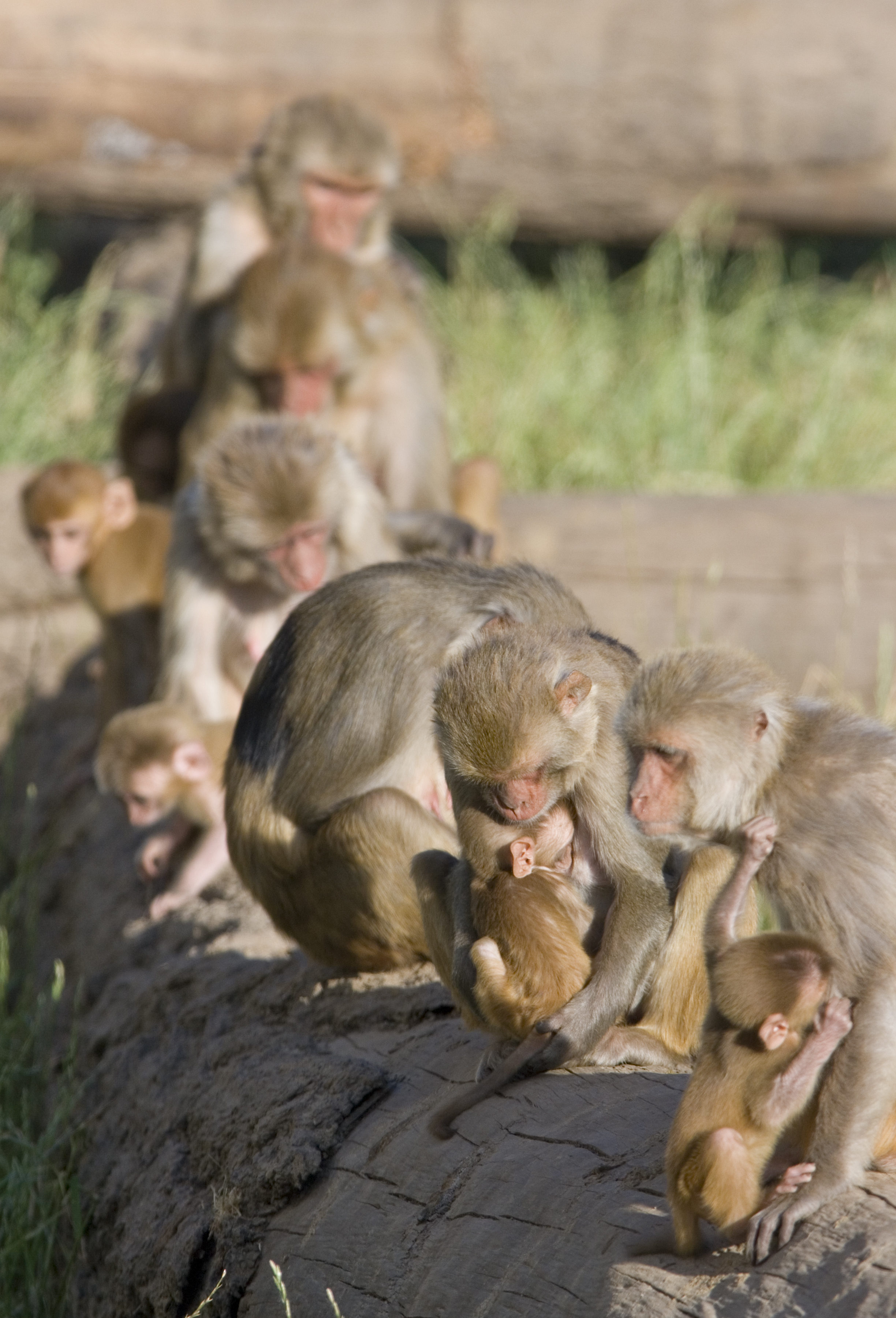 Rhesus lined up on log