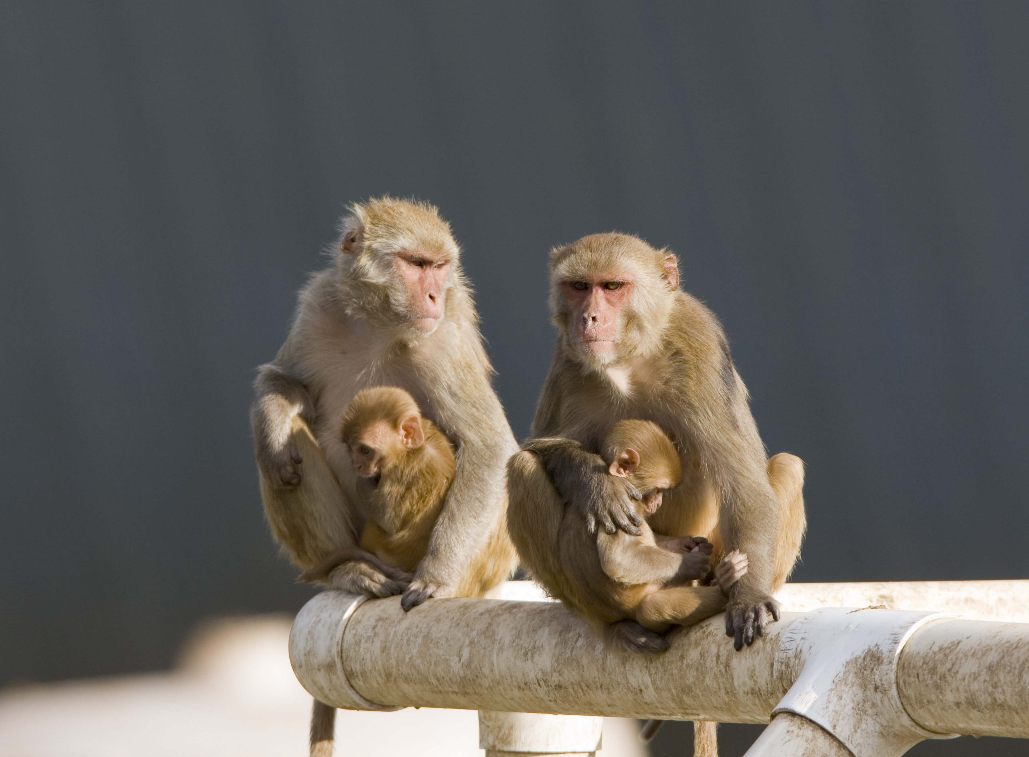 Rhesus two moms with infants