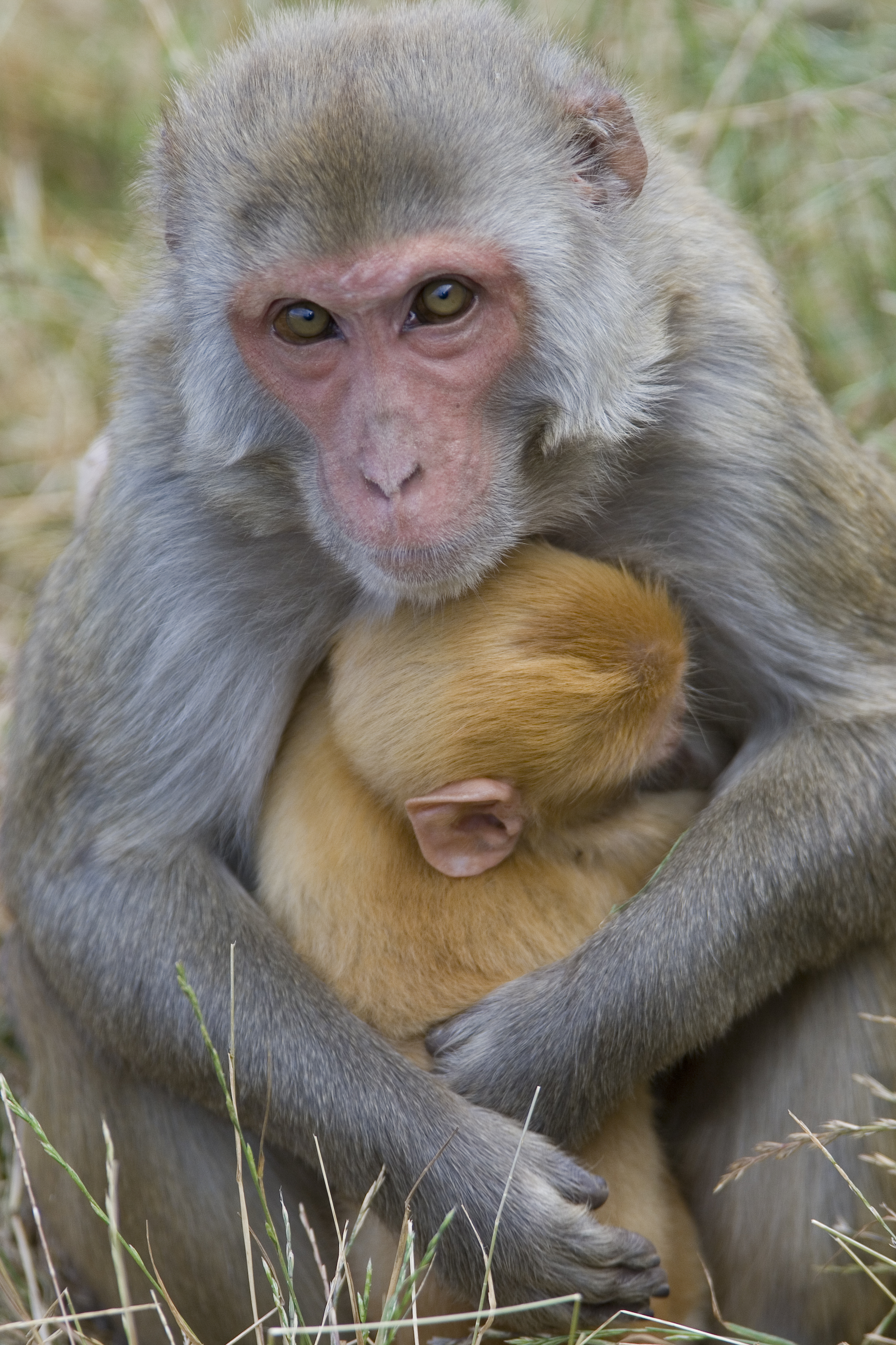 Rhesus mom with young