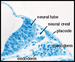 Lateral line system in aquatic vertebrates consists of mechanosensory organs called neuromasts.
