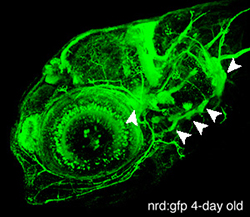 Confocal projection obtained from a 4-day old neurod:gfp transgenic zebrafish.