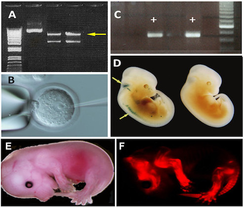 Transgene Embryo