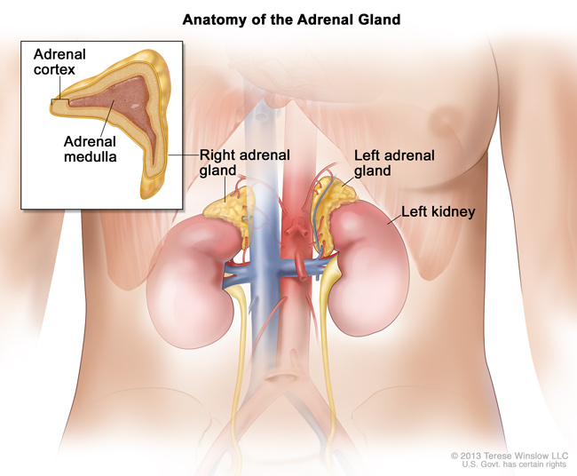 Medical illustration showing the kidneys and adrenal glands. We have two adrenal glands, one located above each kidney. INSET: The outer portion is the adrenal cortex, and the inner portion is called the adrenal medulla.