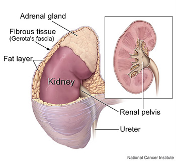 Medical illustration by Alan Hoofring of kidney, with adrenal gland, fibrous tissue, fat layer, renal pelvis and ureter labeled