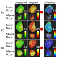 Tissues stained with either the targeted or untargeted probe alone demonstrate significant non-specific uptake. However, difference imaging using the DDSI method facilitates accurate assessment of biomarker tissue distribution.