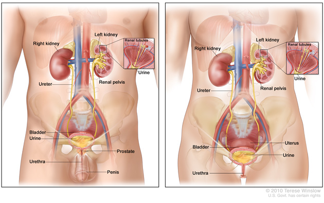Medical illustration of Urinary System including kidneys and bladder, male (left) and female (right)