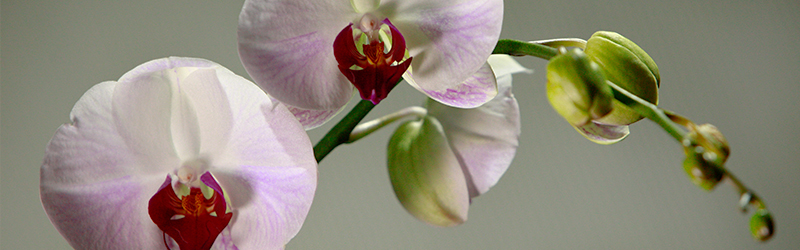 A plant with flowers in bloom