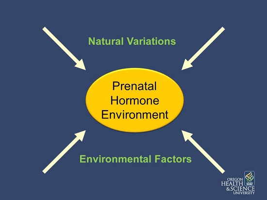 prenatal hormone environment