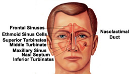 Sinuses Anatomy