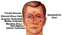 Common Disorders of the Nose and Sinuses | OHSU