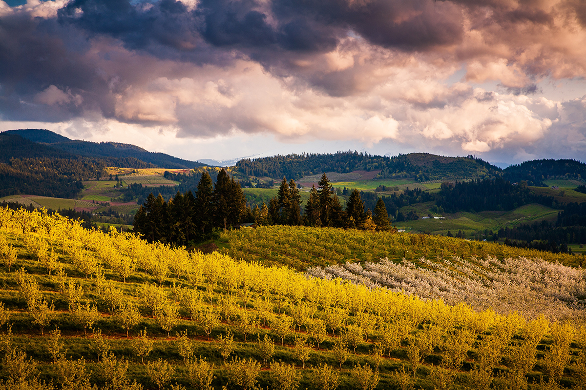 Bright yellow orchard in Columbia River Gorge area with rolling green hillsides behind