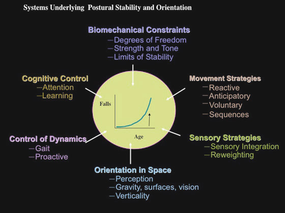 Diagram describing the systems underlying postural stability and orientation