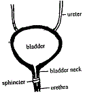 Diagram of the bladder and urinary system.