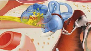 Cochlear Cross Section Picture