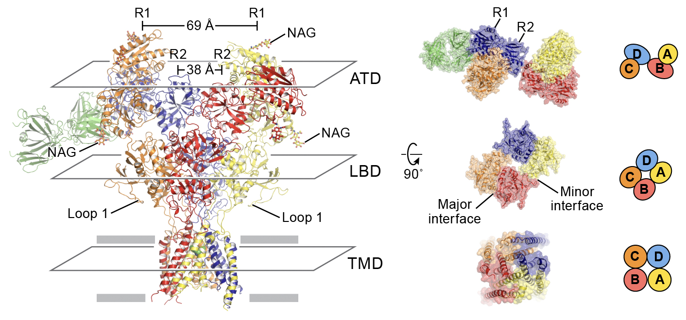 Triheteromeric N-methyl-D-aspartate receptor (NMDAR) in the non-Ro-bound state